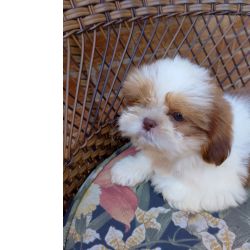 Shih-tzu Shihtzu macho Rio de Janeiro Duque De Caxias