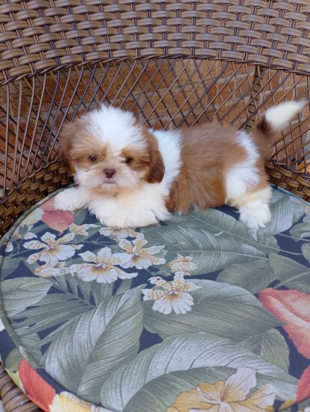 Shihtzu macho