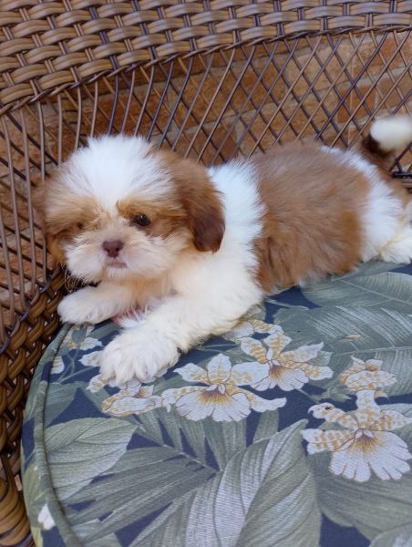 Shihtzu macho