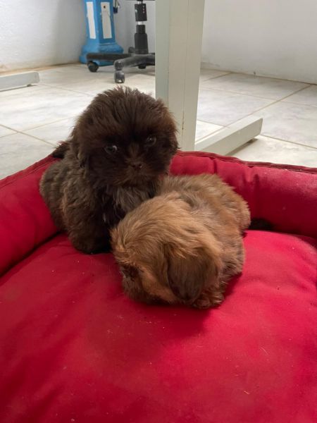 DEIXE NOSSOS SHIH TZS FAZEREM PARTE DA SUA FAMLIA CES CRIADOS POR MDICA VETERINRIA