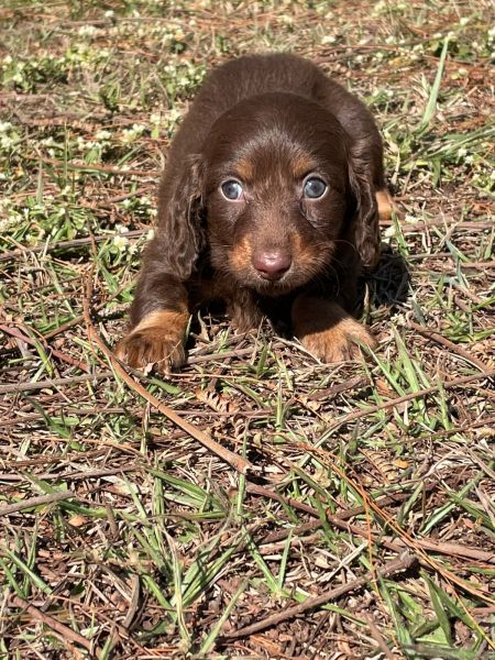 TECKELS PARA IMPRESSIONAR QUEM VOC AMA CES CRIADOS POR MDICA VETERINRIA