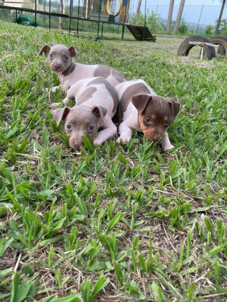 FOX PAULISTINHAS CRIADOS POR MDICA VETERINRIA E DE TODAS AS CORES