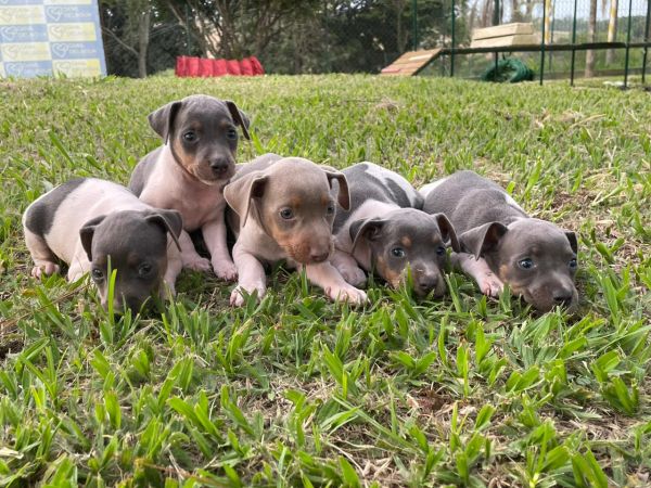 FOX PAULISTINHAS CRIADOS POR MDICA VETERINRIA E DE TODAS AS CORES