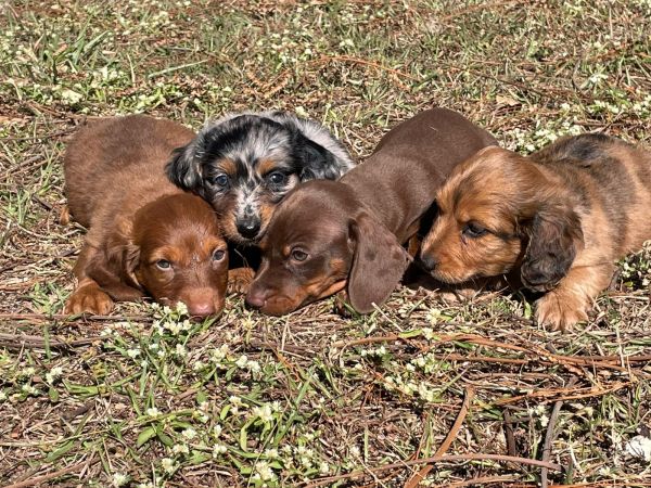 DACHS ORIUNDOS DE CANIL GANHADOR DE V�RIOS PR�MIOS C�ES CRIADOS POR M�DICA VET