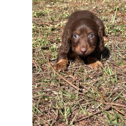Dachshund TECKELS PARA IMPRESSIONAR QUEM VOC AMA CES CRIADOS POR MDICA VETERINRIA So Paulo So Paulo