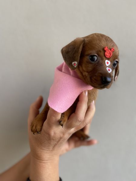 FILHOTE DE DE DACHSHUND FMEA