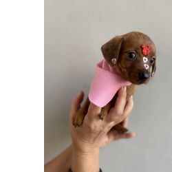Dachshund FILHOTE DE DE DACHSHUND FMEA So Paulo Cotia Granja Viana
