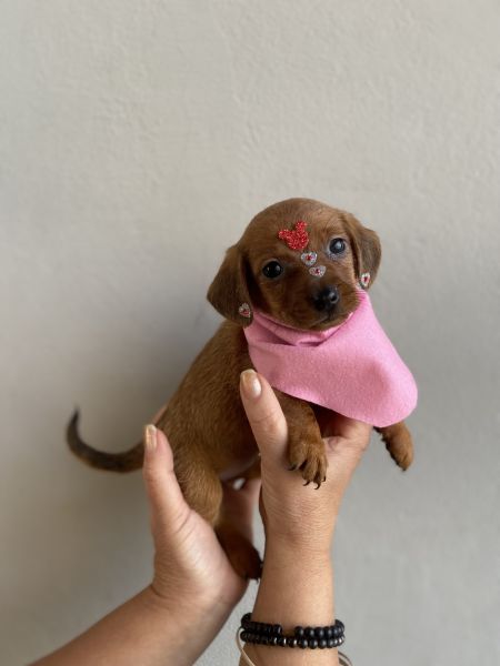 FILHOTE DE DE DACHSHUND FMEA