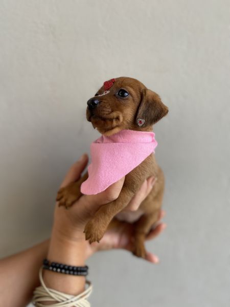 FILHOTE DE DE DACHSHUND FMEA