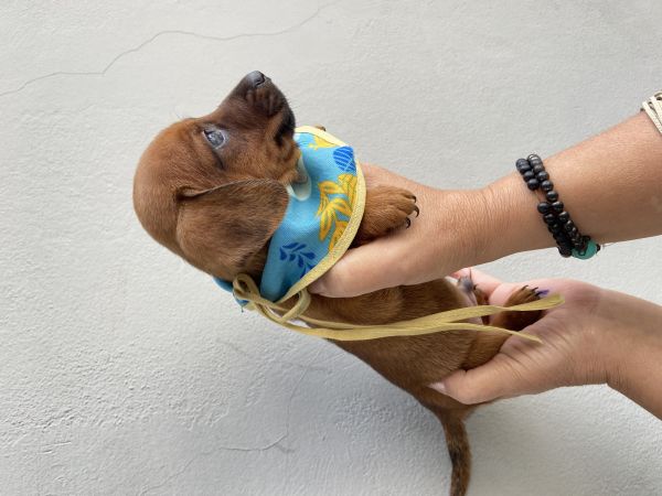 FILHOTES DE DACHSHUND MACHOS