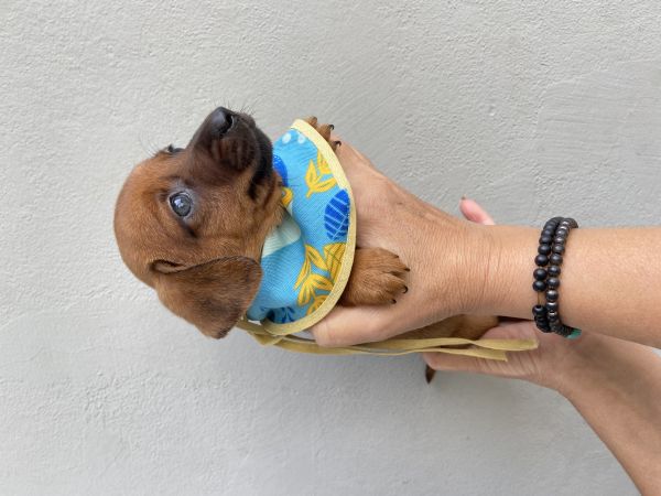 FILHOTES DE DACHSHUND MACHOS