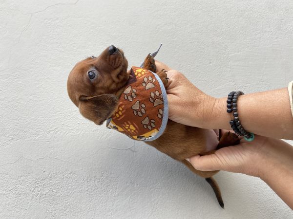 FILHOTES DE DACHSHUND MACHOS
