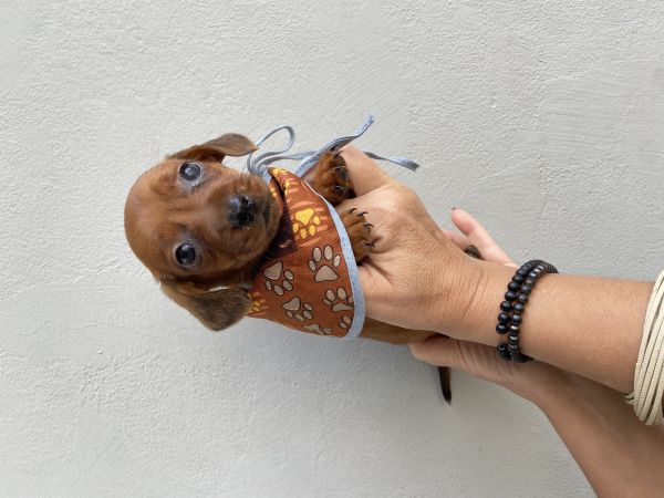 FILHOTES DE DACHSHUND MACHOS