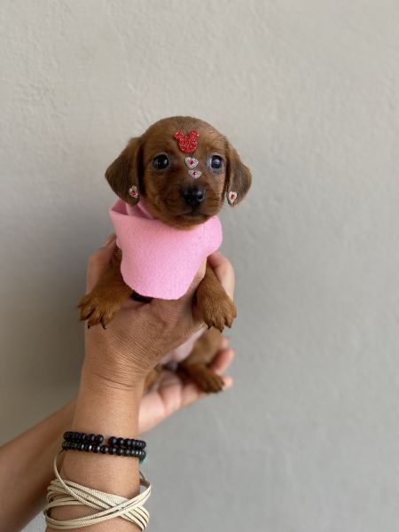 FILHOTES DE DACHSHUND FMEA MINI CARAMELO