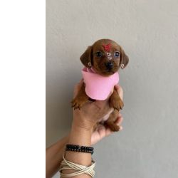 Dachshund FILHOTES DE DACHSHUND FMEA MINI CARAMELO So Paulo Cotia