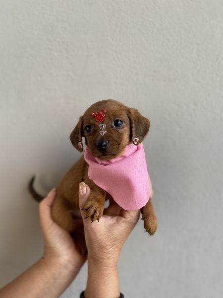 FILHOTES DE DACHSHUND FMEA MINI CARAMELO
