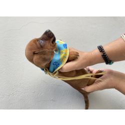 Dachshund FILHOTE DE DACHSHUND MACHOS CARAMELOS So Paulo Cotia
