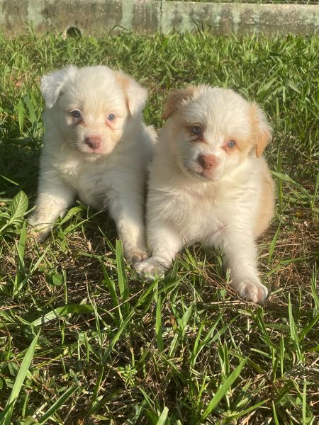 DEIXE NOSSOS BORDERS ENFEITAREM A SUA VIDA C�ES LINDOS EM CORES EX�TICAS CRIA��O VET