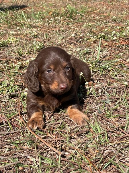 AQUI SEU TECKELZINHO TEM QUALIDADE VETERIN�RIA DE CRIA��O C�ES LINDOS CORES VARIADAS