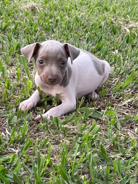 NASCERAM FOX PAULISTINHAS DE TODAS AS CORES C�ES CRIADOS POR M�DICA VETERIN�RIA