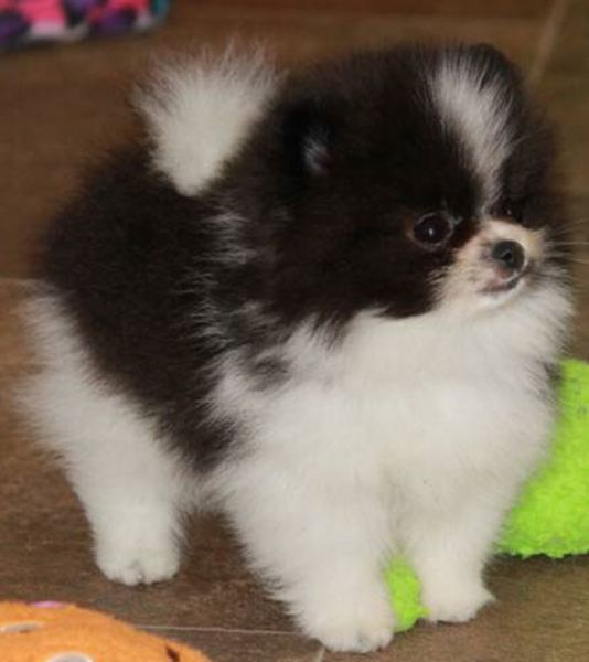 Spitz Alemão Anão Pomerânia Spitz Alemão Anão Pomerânia