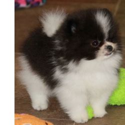 Spitz Alemo Spitz Alemo Ano Pomernia