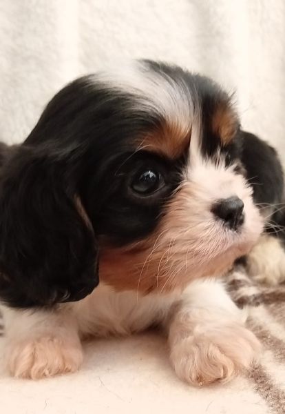 Cavalier King Charles