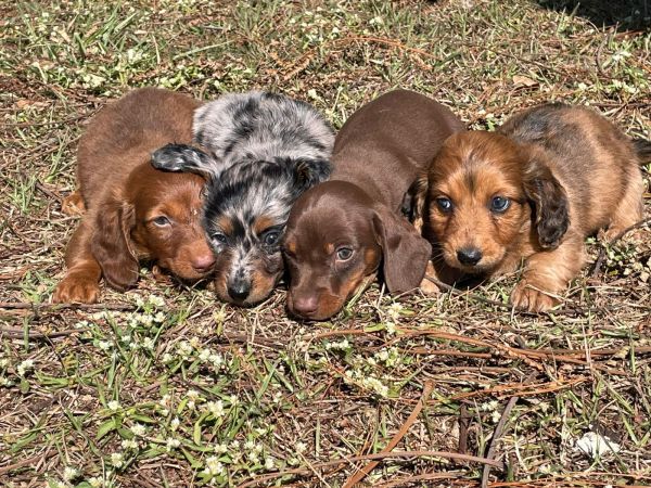 DACHS ORIUNDOS DE CANIL GANHADOR DE V�RIOS PR�MIOS C�ES CRIADOS POR M�DICA VET