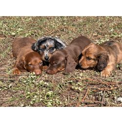 Dachshund DACHS ORIUNDOS DE CANIL GANHADOR DE VRIOS PRMIOS CES CRIADOS POR MDICA VET So Paulo So Paulo