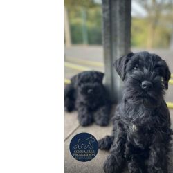 Schnauzer Miniatura Schnauzer miniatura preto Pontevedra Vigo