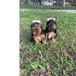 Yorkshire Terrier YORKSHIRES COM QUALIDADE VETERINRIA DE CRIAO VENHA CONHECER O SEU So Paulo So Paulo