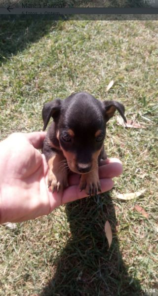 Pinscher