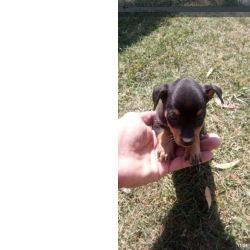 Pinscher Mdio Pinscher Setbal Setubal
