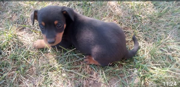 Pinscher