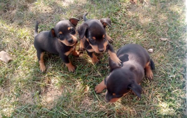 Pinscher