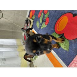 Pinscher Mdio Pinscher Setbal Setubal