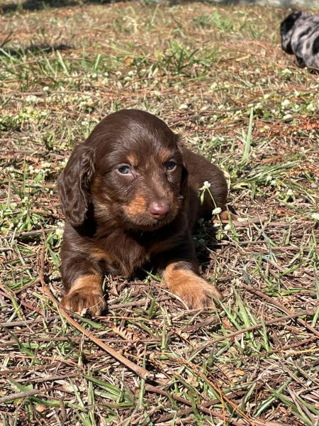 DACHS ORIUNDOS DE CANIL GANHADOR DE V�RIOS PR�MIOS C�ES CRIADOS POR M�DICA VET