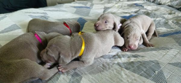 BEL�SSIMOS WEIMARANERS PARA ALEGRAREM AINDA MAIS A SUA PRIMAVERA