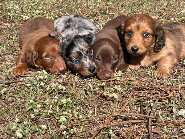TECKELS DE DIFERENTES CORES E PELAGENS C�ES CRIADOS POR M�DICA VETERIN�RIA