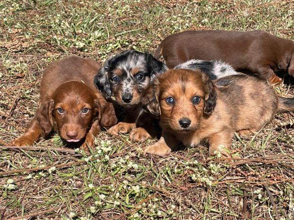 TECKELS DE DIFERENTES CORES E PELAGENS C�ES CRIADOS POR M�DICA VETERIN�RIA