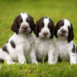 Spring Spaniel ENGLISH SPANIEL SPRINGER
