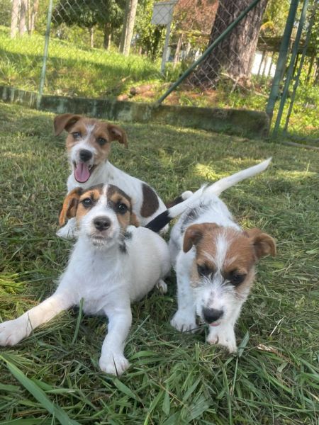 JACK RUSSELS CRIADOS POR M�DICA VETERIN�RIA ESTE � APENAS UM DOS NOSSOS DIFERENCIAIS