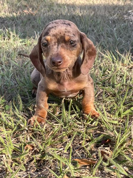 Filhotes de dachshund