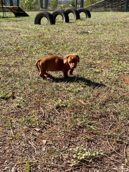 Filhotes de dachshund