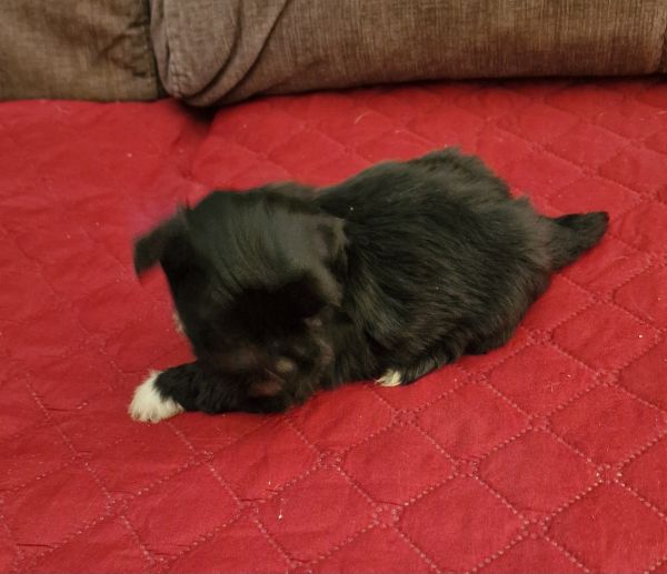 Macho Shih-Tzu LOP e Afixo
