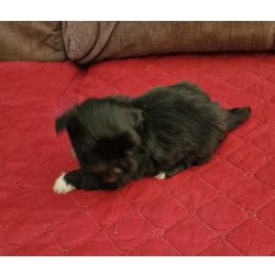 Shih-tzu Macho Shih-Tzu LOP e Afixo Santarm Albergaria