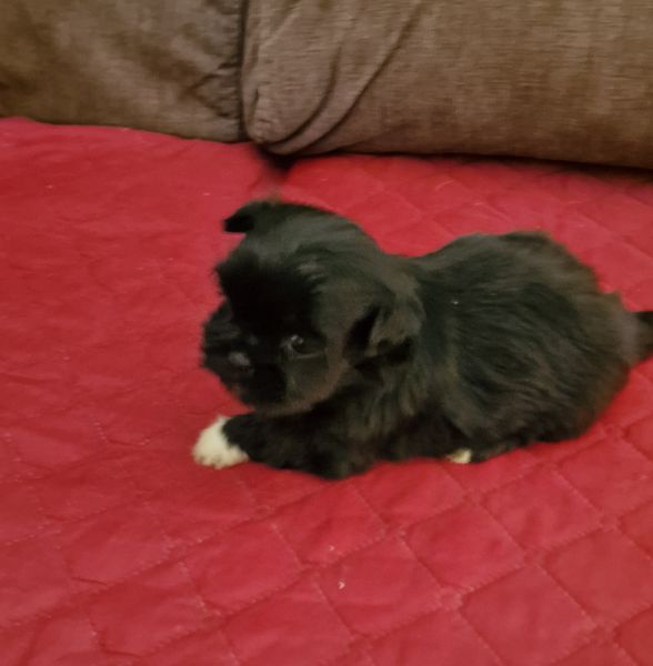 Macho Shih-Tzu LOP e Afixo