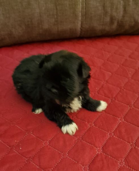 Macho Shih-Tzu LOP e Afixo
