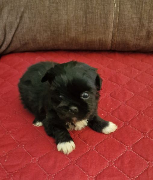 Macho Shih-Tzu LOP e Afixo