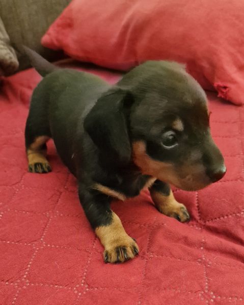 Macho Teckel Miniatura Preto Afogueado